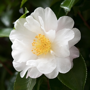 Camellia Mine No Yuki